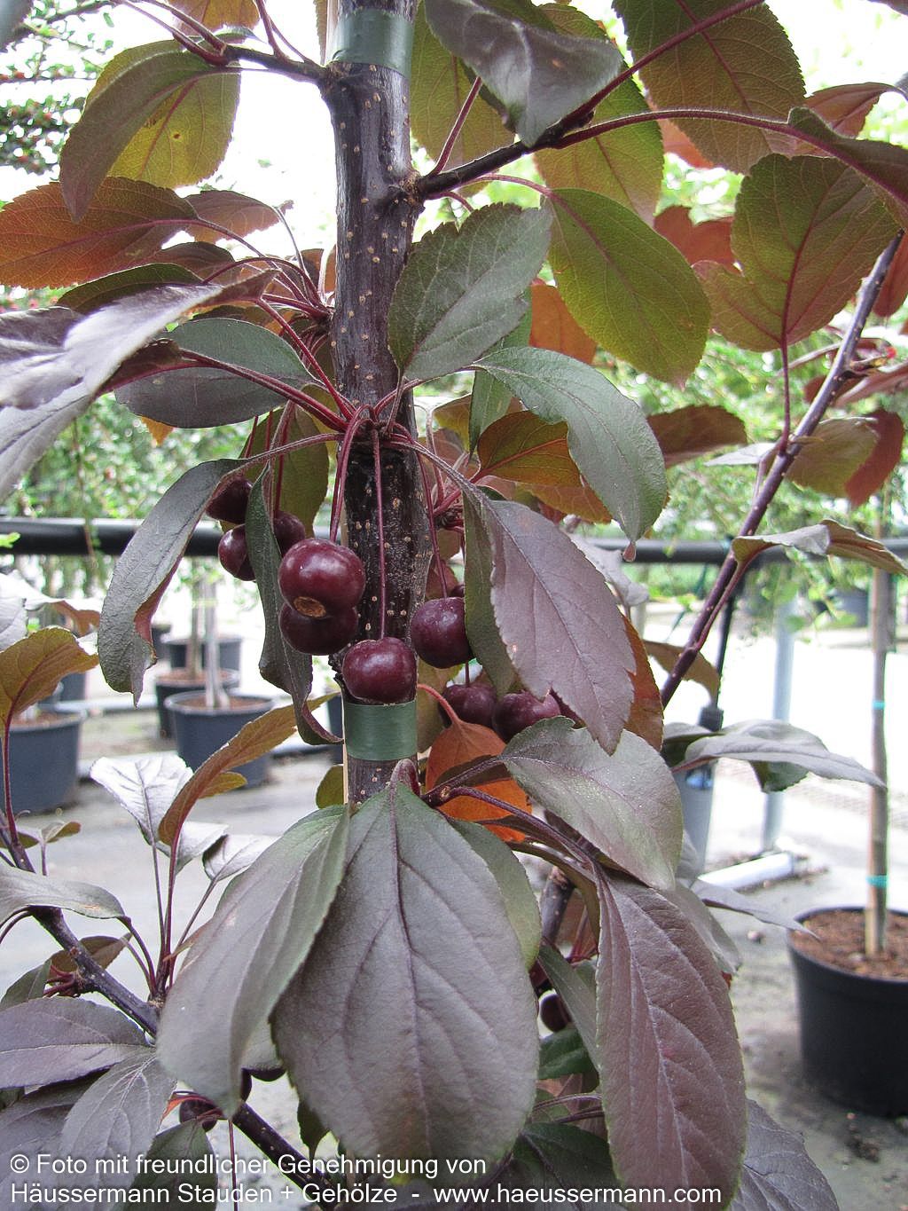 Zier-Apfel 'Scarlett' (Malus toringo)