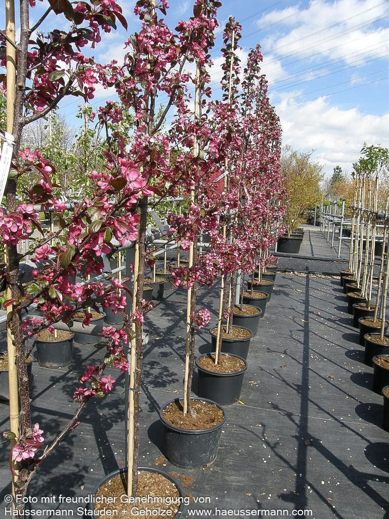 Zier-Apfel 'Scarlett' (Malus toringo)