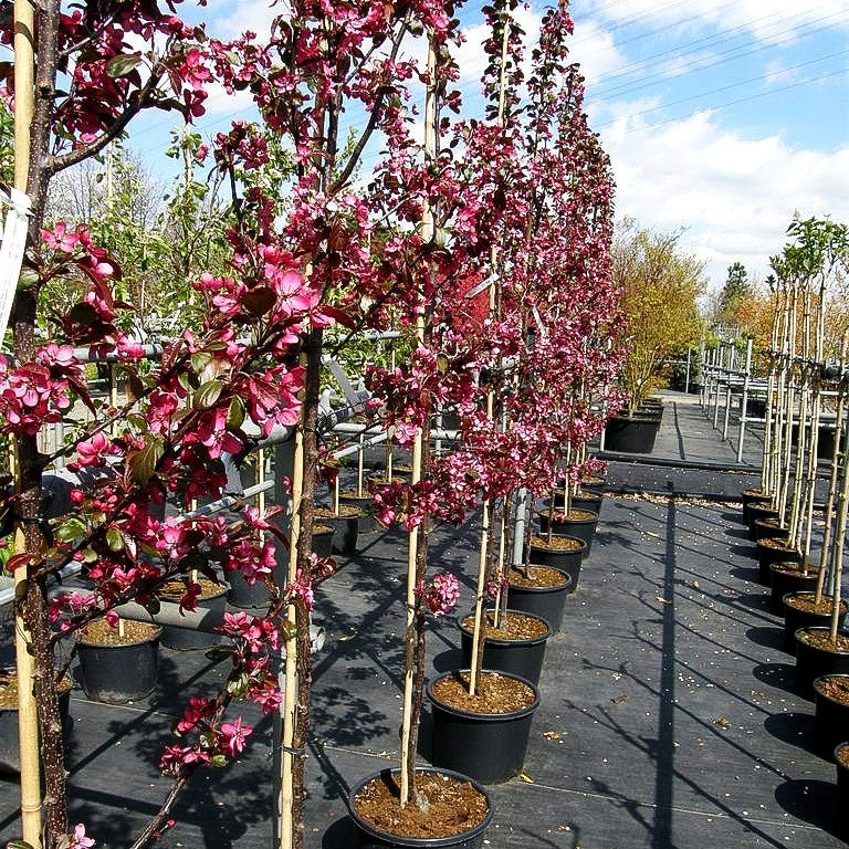 Zier-Apfel 'Scarlett' (Malus toringo)