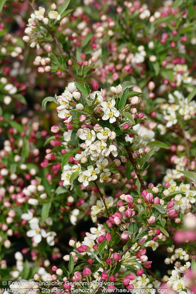 Zier-Apfel 'Tina' (Malus sargentii)