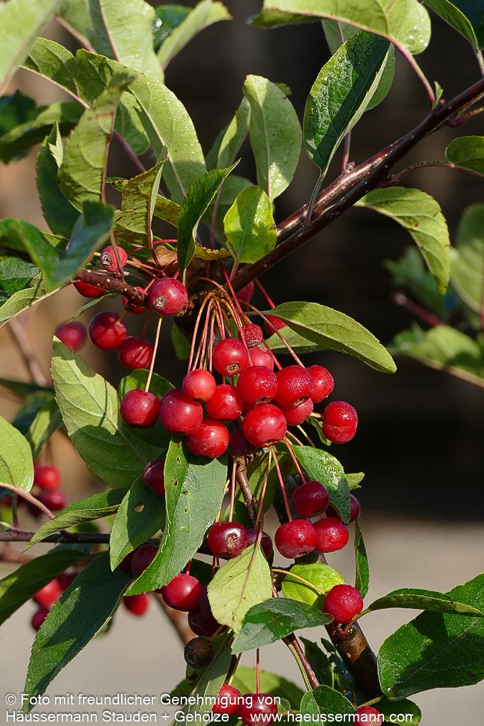 Zier-Apfel 'Tina' (Malus sargentii)