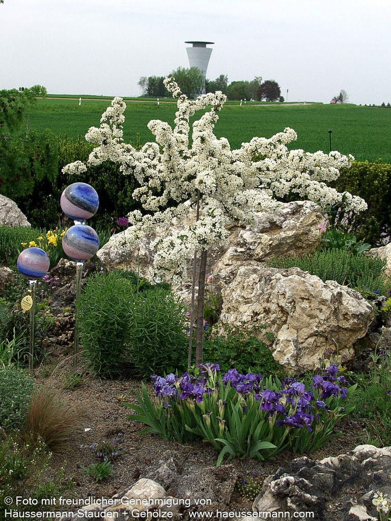 Zier-Apfel 'Tina' (Malus sargentii)