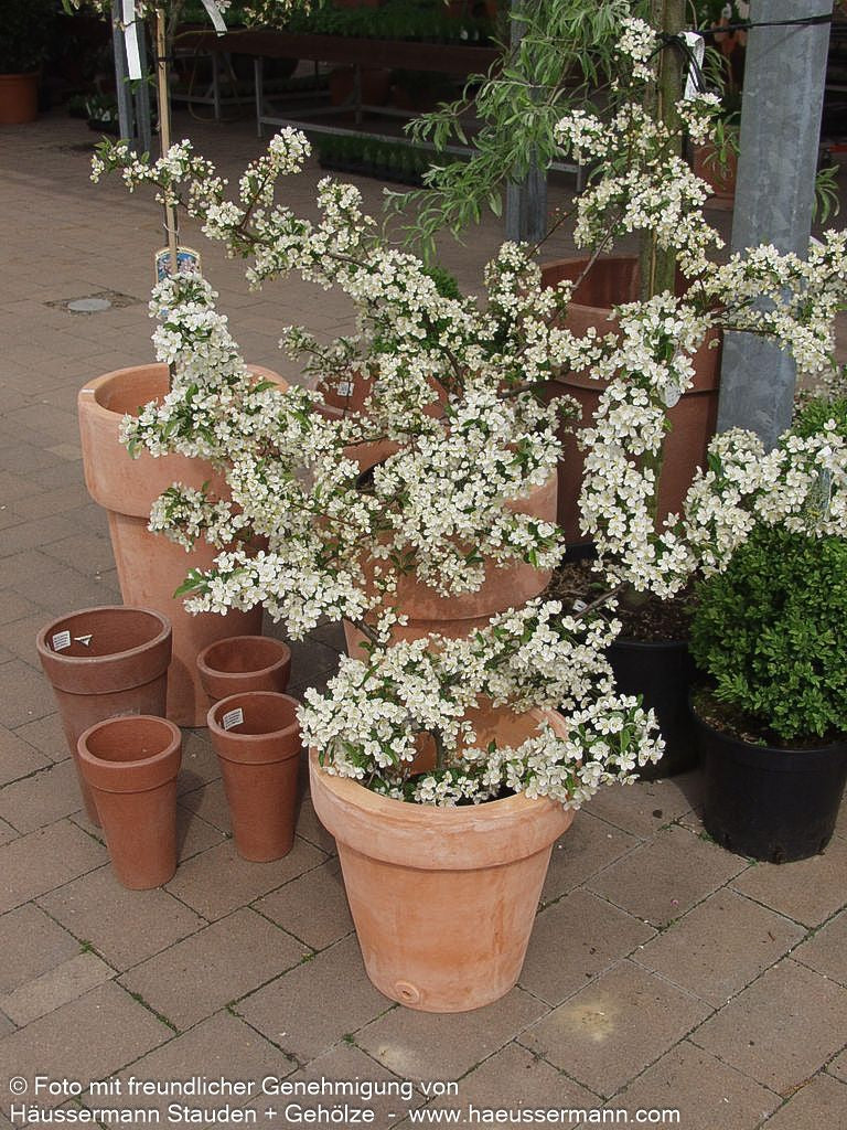 Zier-Apfel 'Tina' (Malus sargentii)