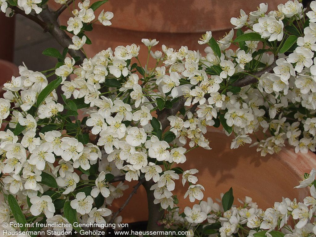 Zier-Apfel 'Tina' (Malus sargentii)