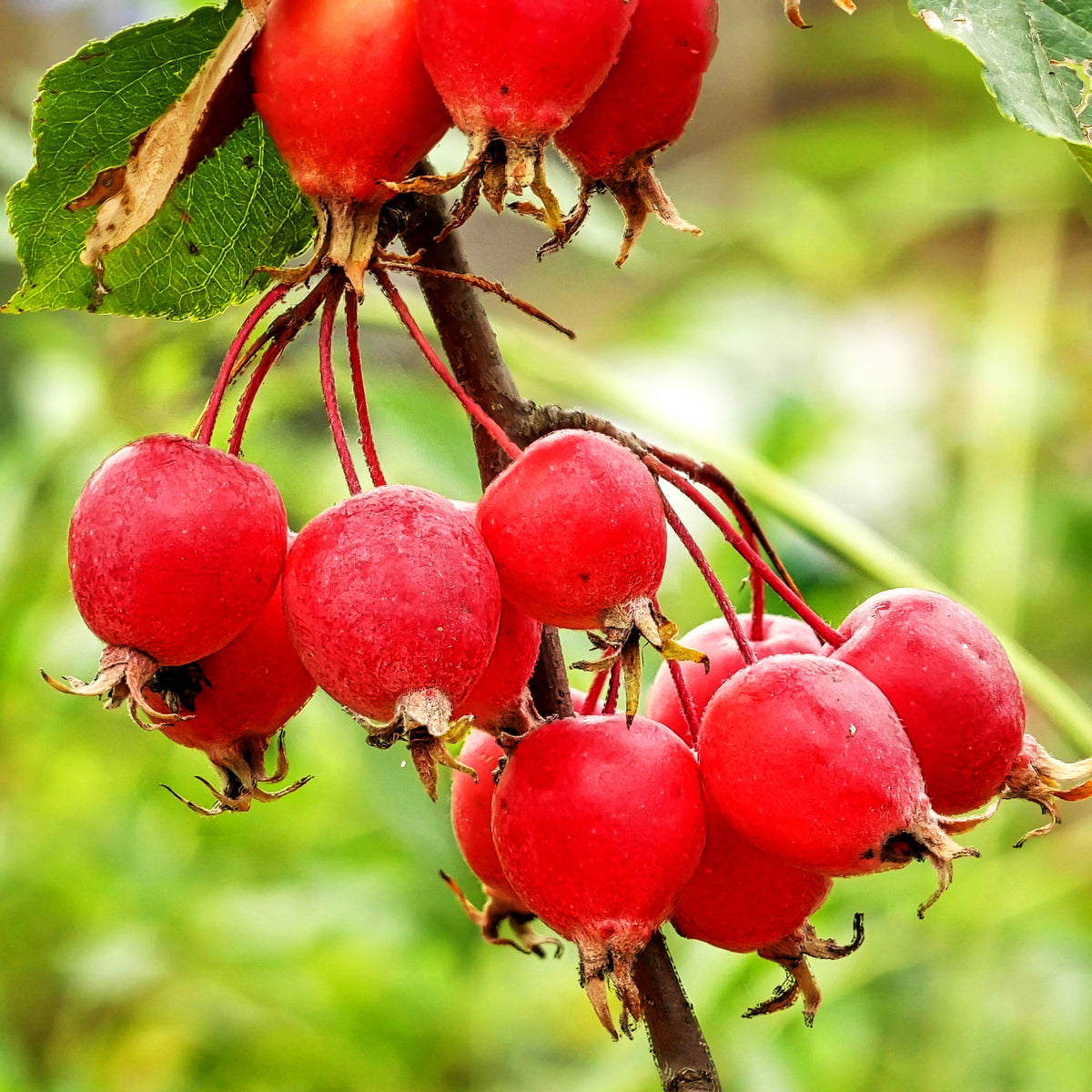 Zier-Apfel 'Velvet Pillar' (Malus x cult.)