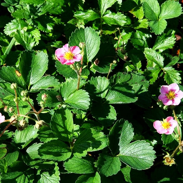Zier-Erdbeere 'Pink Panda' (Fragaria x cult.)