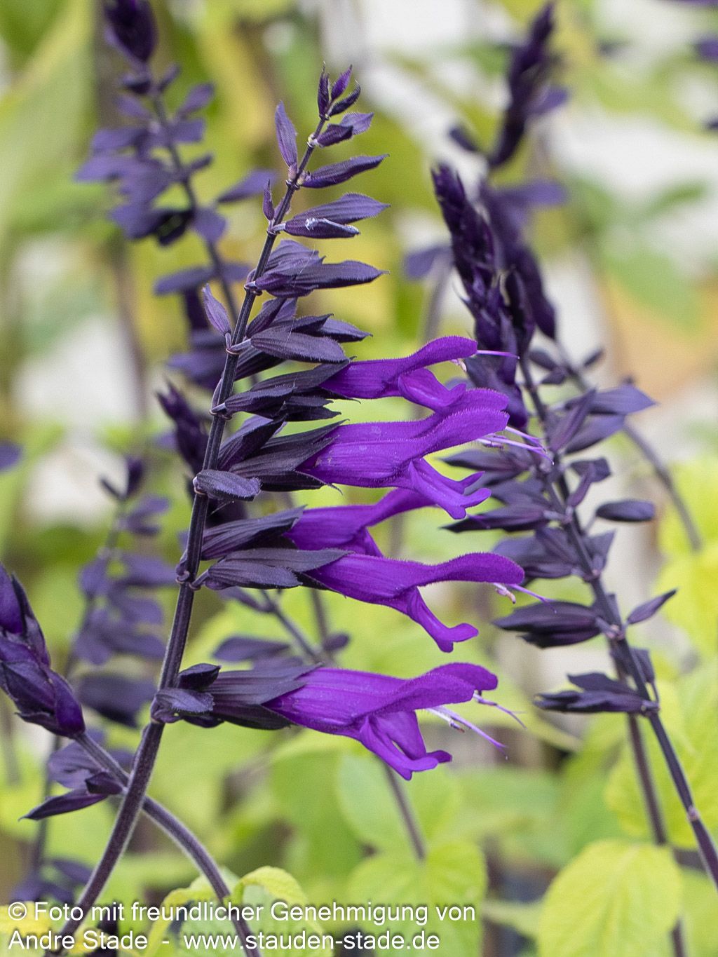 Zier-Salbei 'Amistad' (Salvia x cult.)