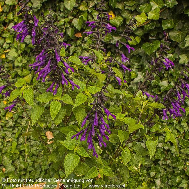 Zier-Salbei 'Amistad' (Salvia x cult.)
