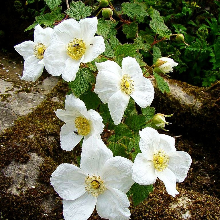Zier-Steinbeere 'Benenden' (Rubus x tridel)