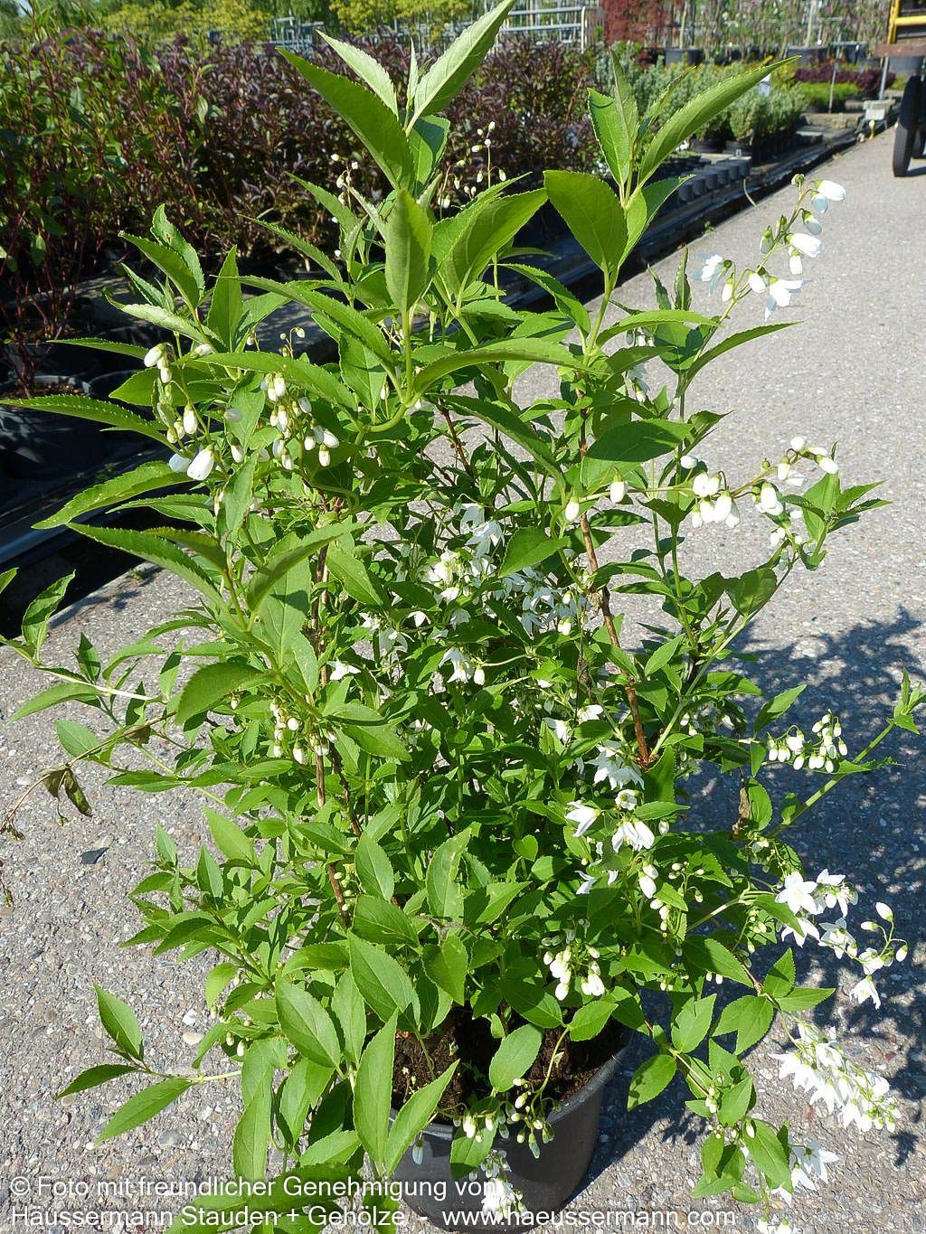 Zierliche Deutzie, Maiblumenstrauch (Deutzia gracilis)
