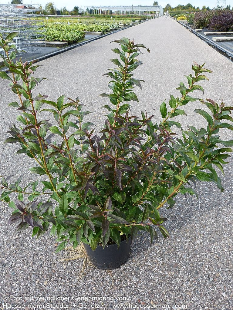 Zierliche Deutzie, Maiblumenstrauch (Deutzia gracilis)