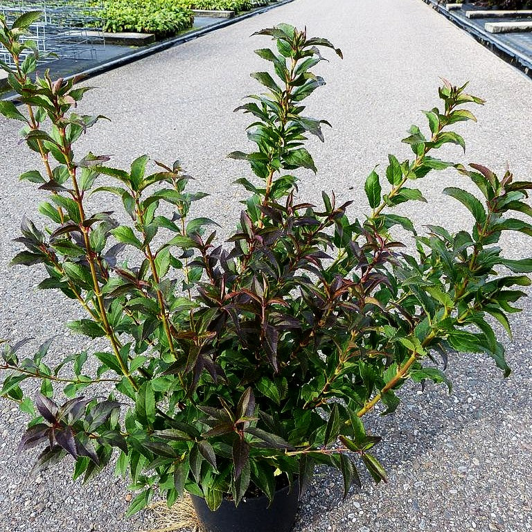 Zierliche Deutzie, Maiblumenstrauch (Deutzia gracilis)