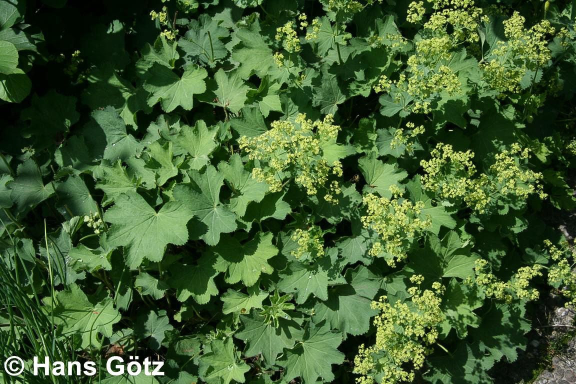 Zierlicher Frauenmantel (Alchemilla epipsila)