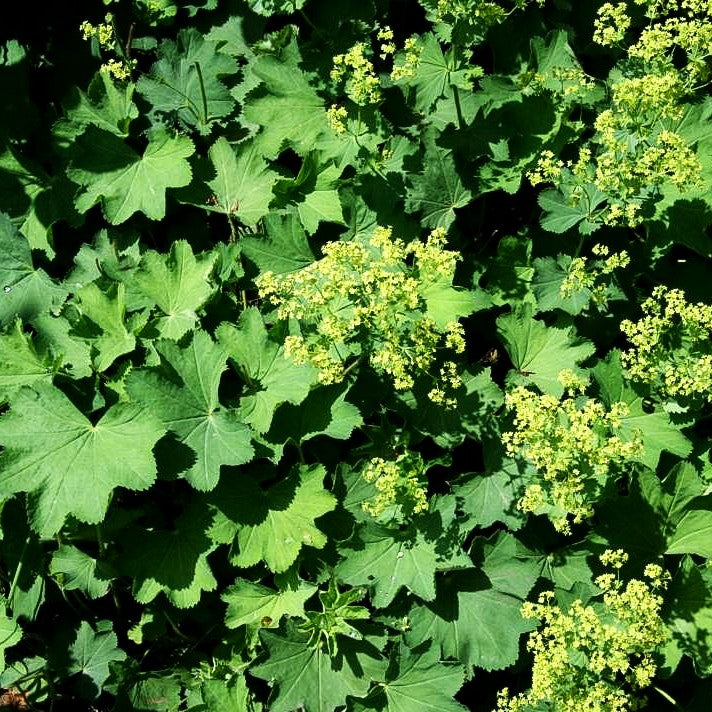 Zierlicher Frauenmantel (Alchemilla epipsila)