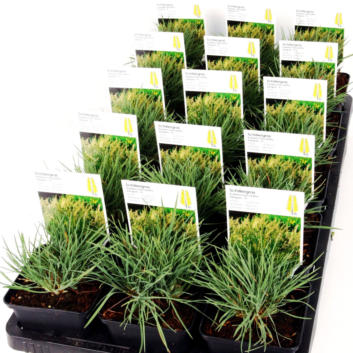 Zierliches Schillergras (Koeleria macrantha)