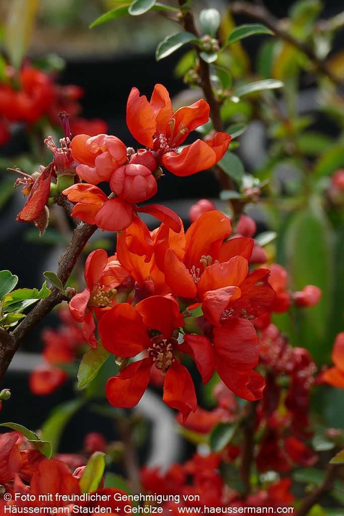 Zierquitte 'Andenken an Carl Ramcke' (Chaenomeles x sup.)
