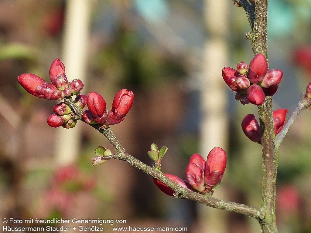 Zierquitte 'Andenken an Carl Ramcke' (Chaenomeles x sup.)