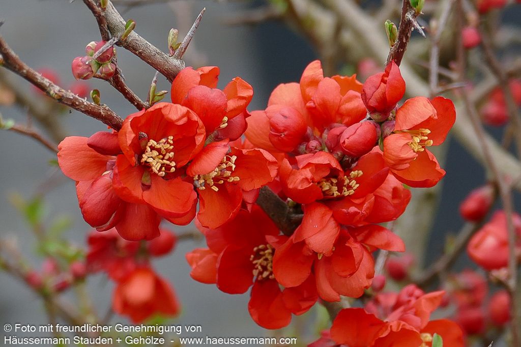 Zierquitte 'Andenken an Carl Ramcke' (Chaenomeles x sup.)