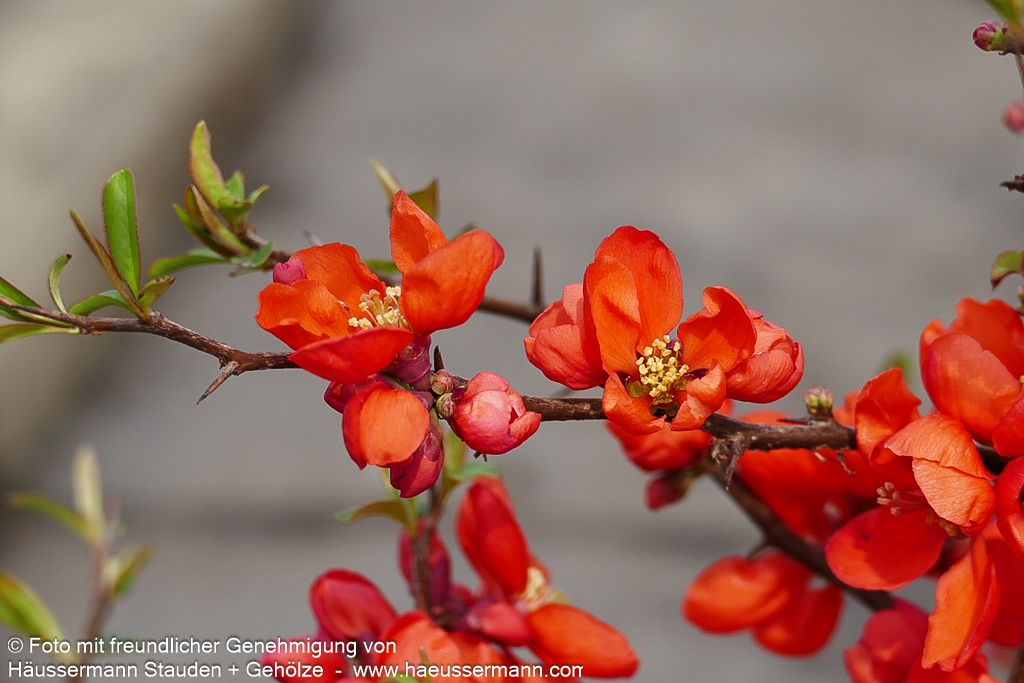 Zierquitte 'Andenken an Carl Ramcke' (Chaenomeles x sup.)