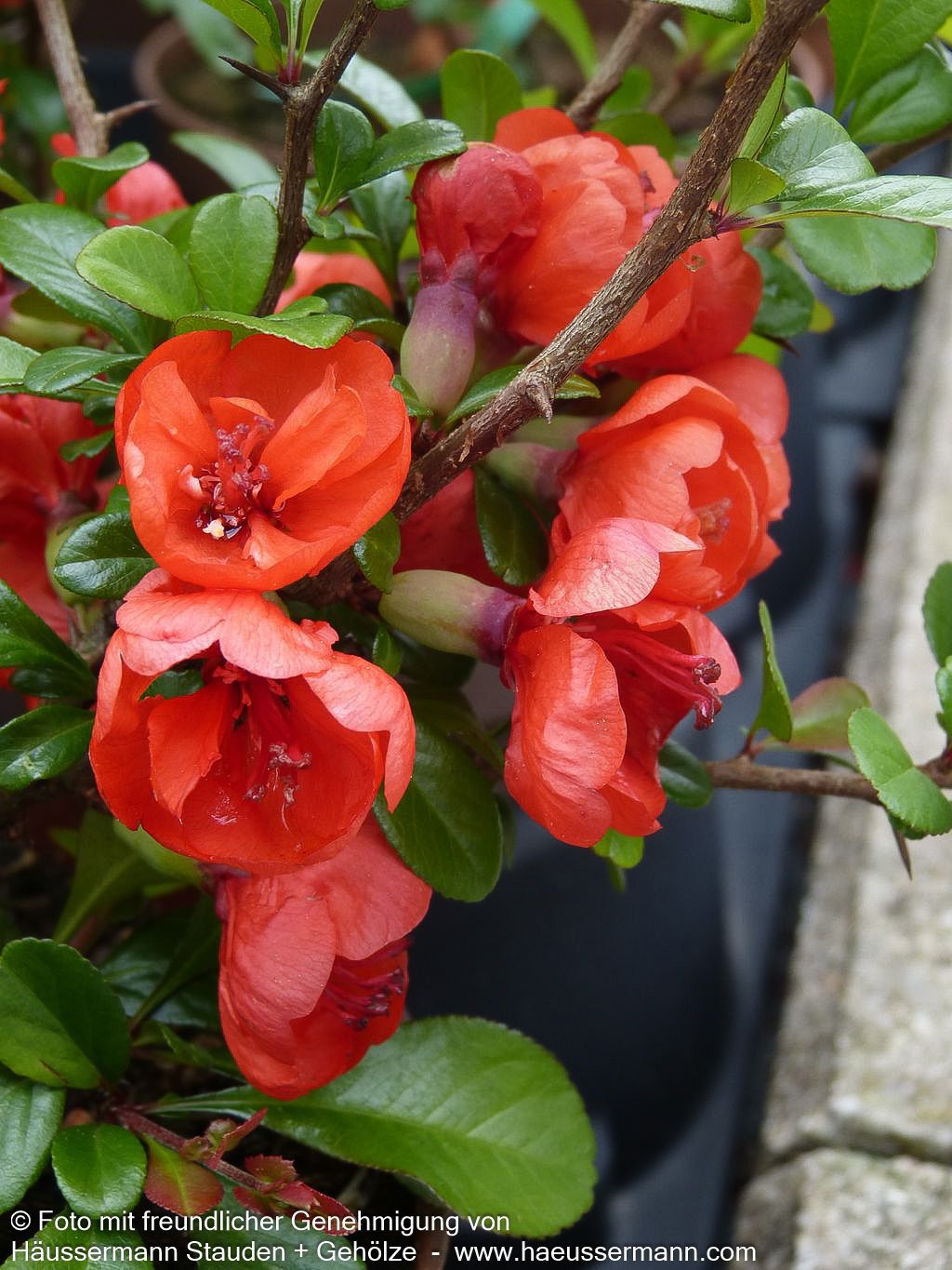 Zierquitte 'Friesdorfer Typ 18' (Chaenomeles x sup.)