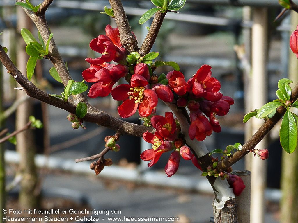 Zierquitte 'Hot Fire' (Chaenomeles speciosa)