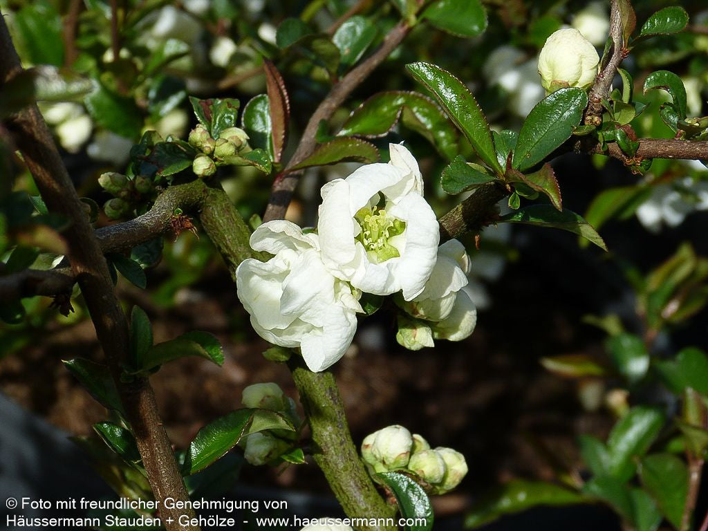 Zierquitte 'Jet Trail' (Chaenomeles x sup.)