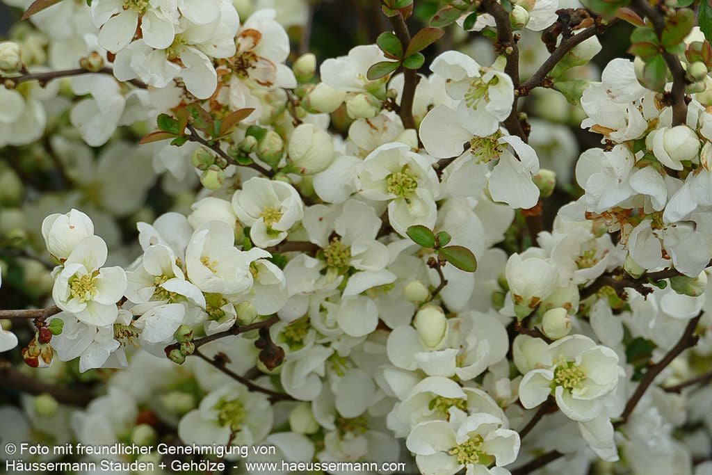 Zierquitte 'Jet Trail' (Chaenomeles x sup.)