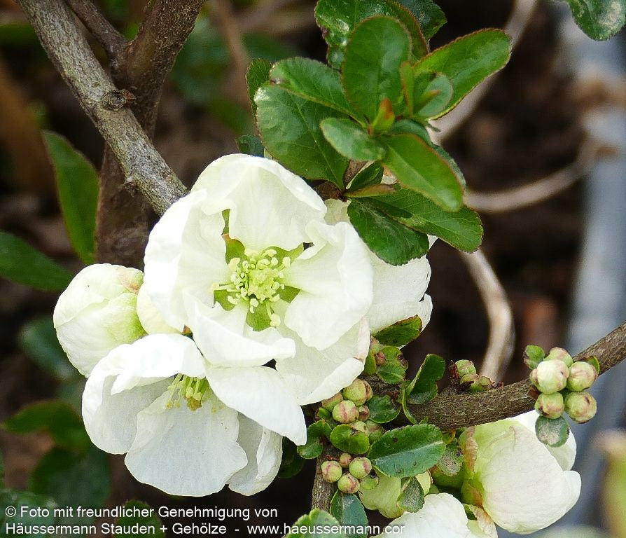 Zierquitte 'Jet Trail' (Chaenomeles x sup.)