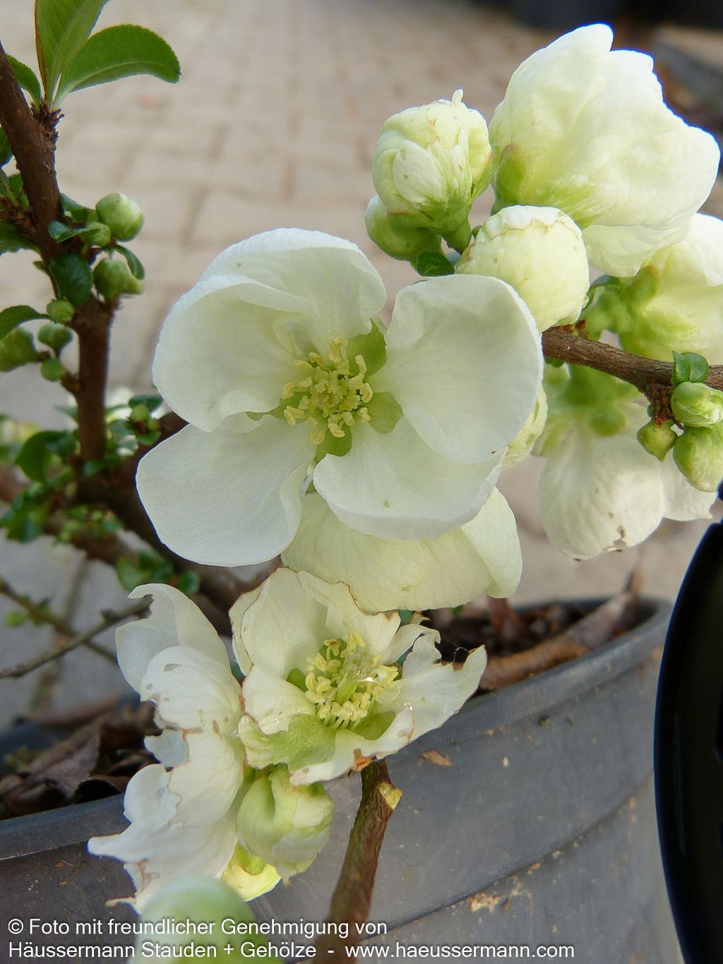 Zierquitte 'Jet Trail' (Chaenomeles x sup.)