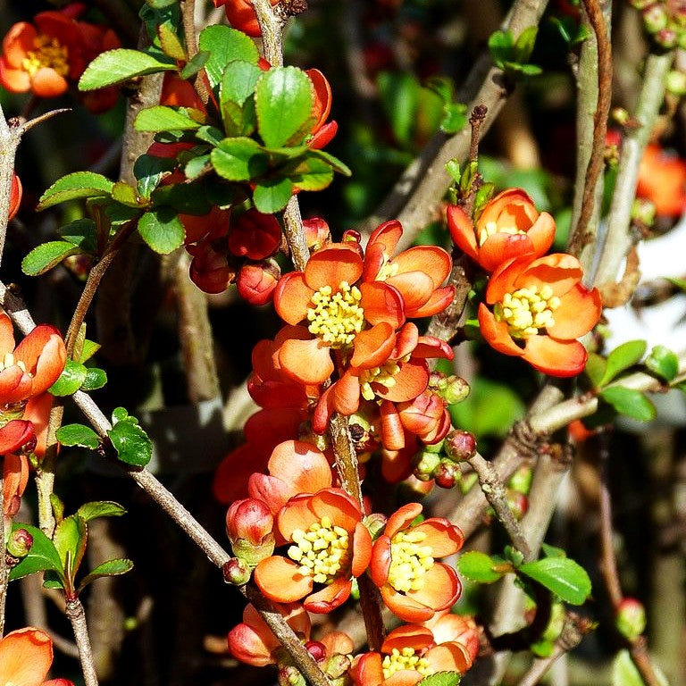 Zierquitte 'Nicoline' (Chaenomeles x sup.)