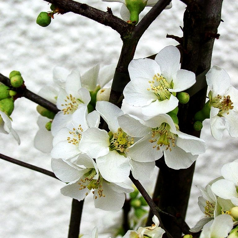 Zierquitte 'Nivalis' (Chaenomeles x sup.)