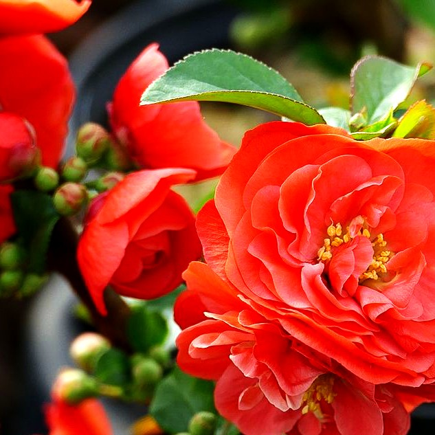 Zierquitte 'Orange Storm' (Chaenomeles speciosa)