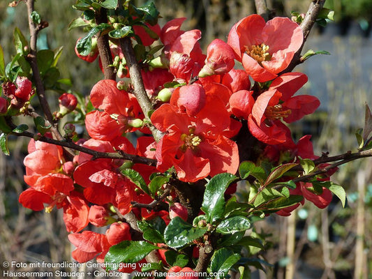 Zierquitte 'Texas Scarlet' (Chaenomeles x sup.)