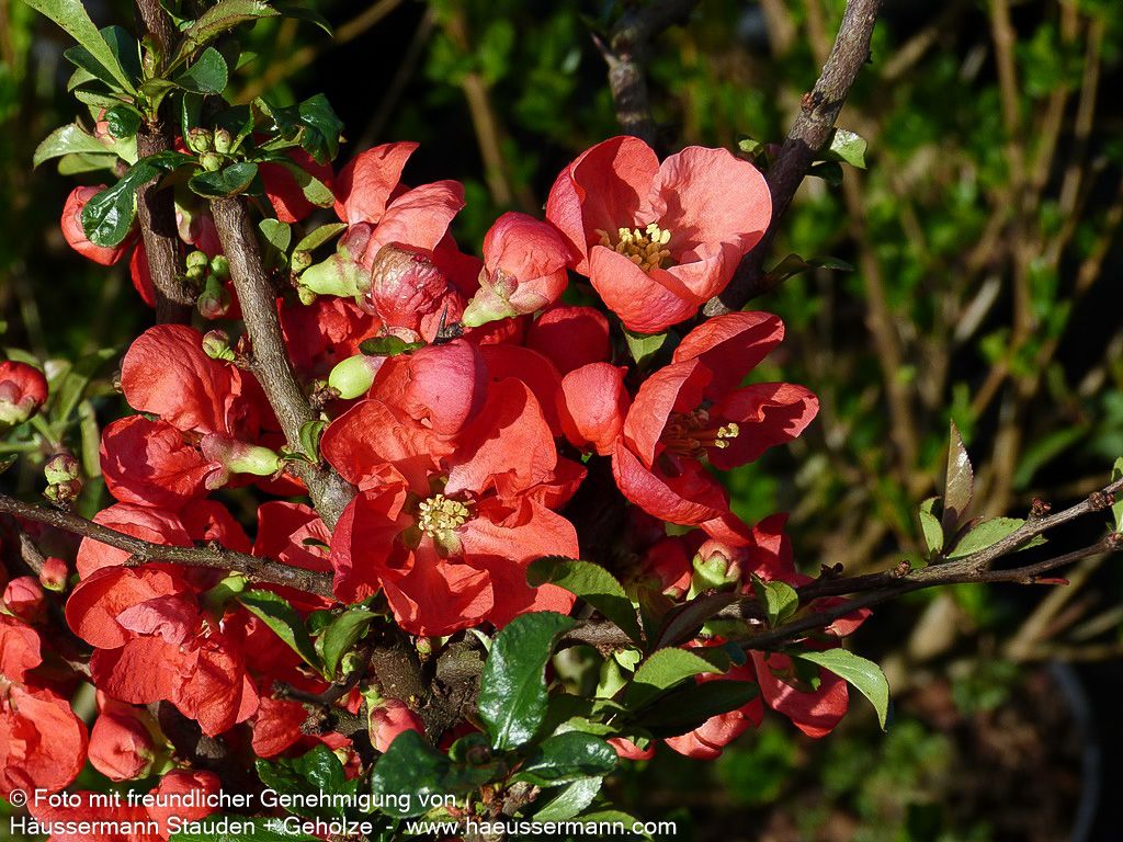 Zierquitte 'Texas Scarlet' (Chaenomeles x sup.)