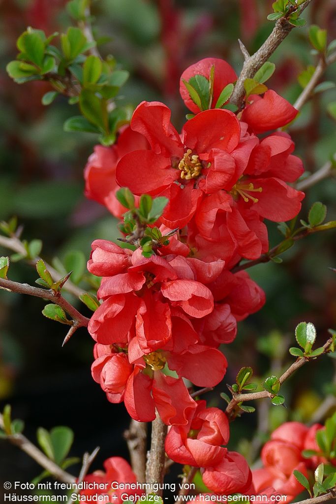 Zierquitte 'Texas Scarlet' (Chaenomeles x sup.)