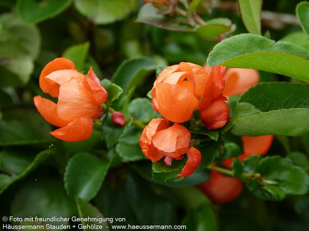 Zierquitte 'Texas Scarlet' (Chaenomeles x sup.)