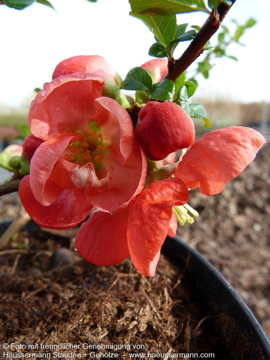 Zierquitte 'Texas Scarlet' (Chaenomeles x sup.)