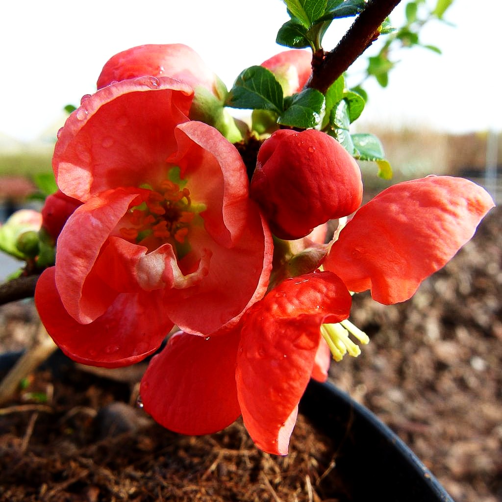 Zierquitte 'Texas Scarlet' (Chaenomeles x sup.)