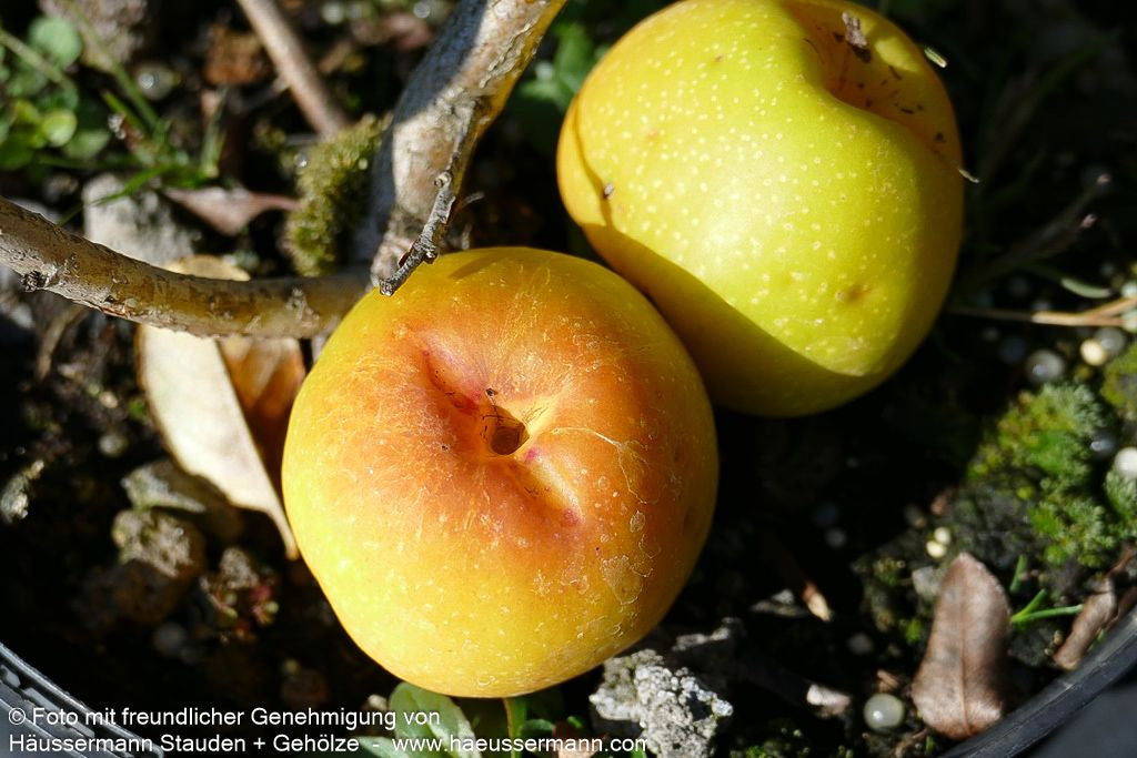 Zierquitte 'Texas Scarlet' (Chaenomeles x sup.)
