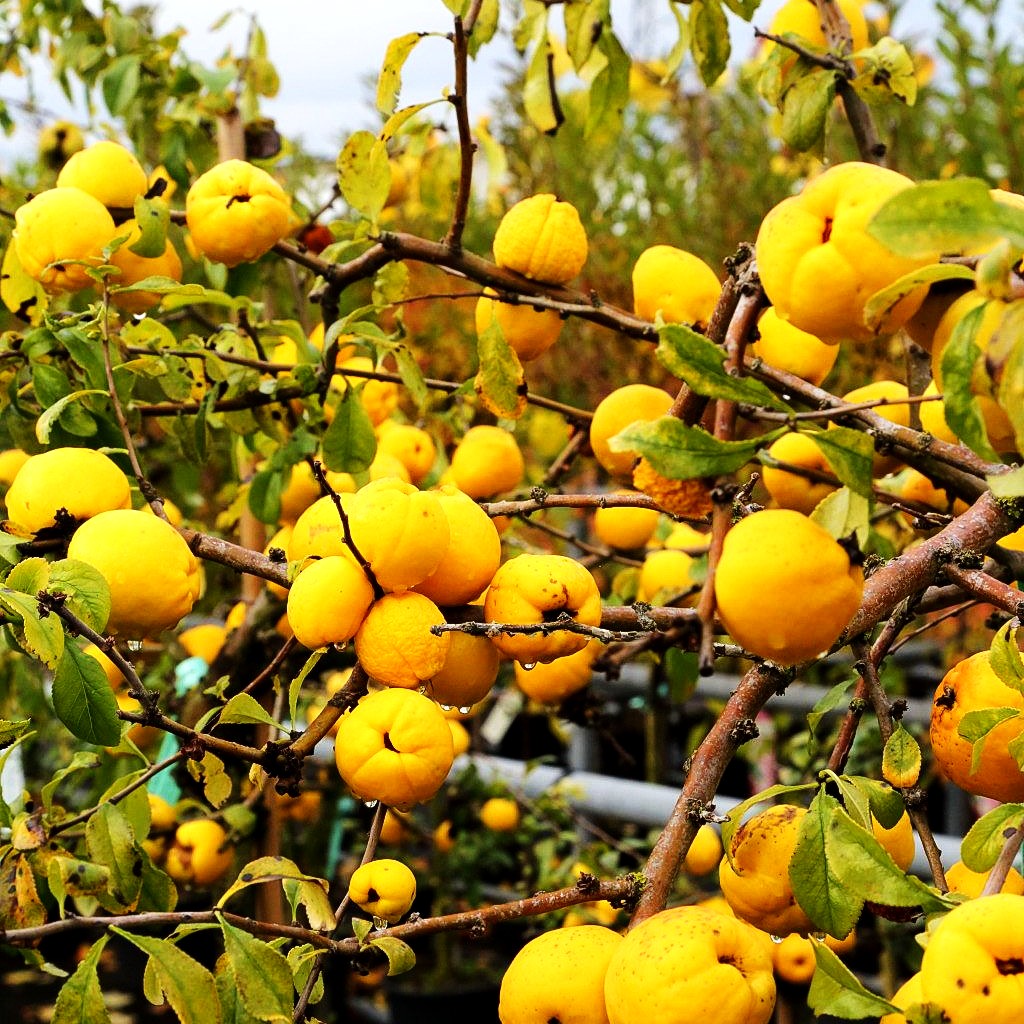Zierquitte 'Yukigoten' (Chaenomeles speciosa)