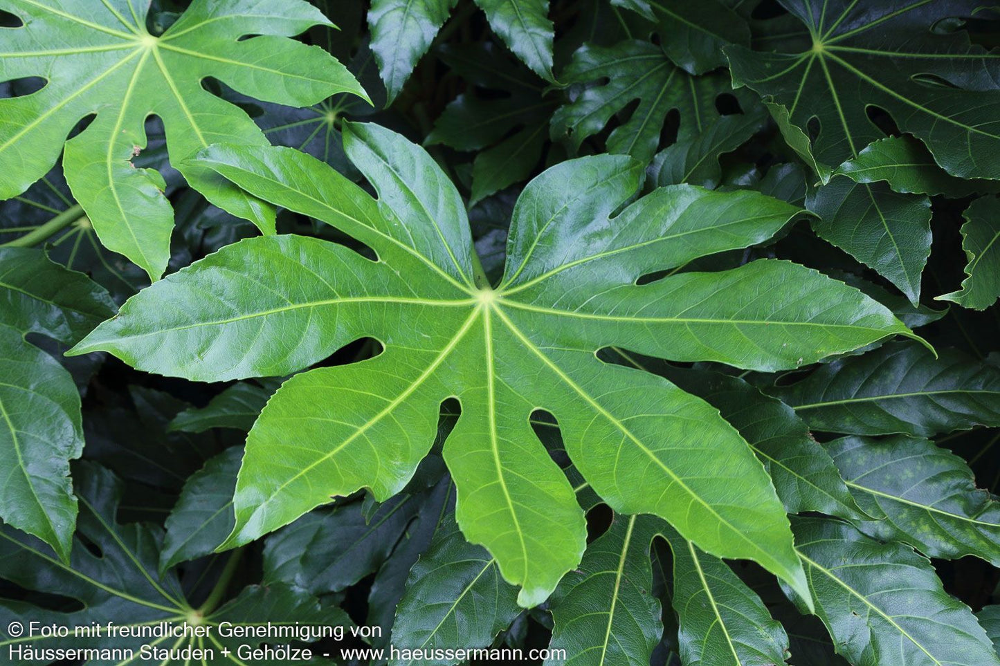 Zimmeraralie (Fatsia japonica)