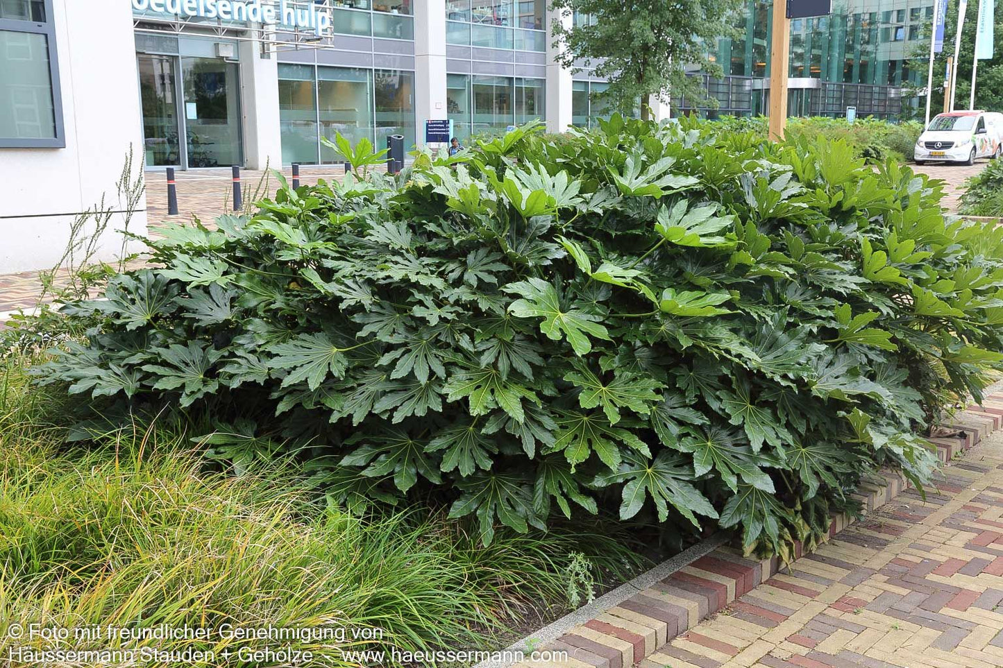 Zimmeraralie (Fatsia japonica)