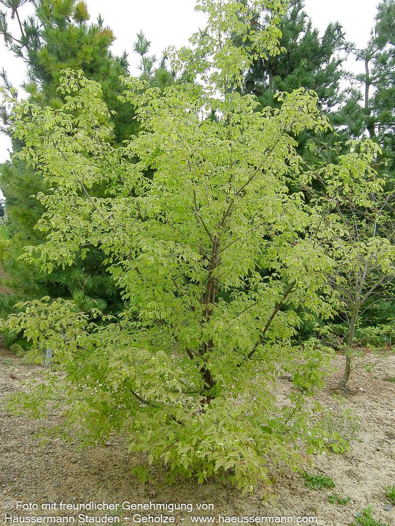 Zimt-Ahorn (Acer griseum)