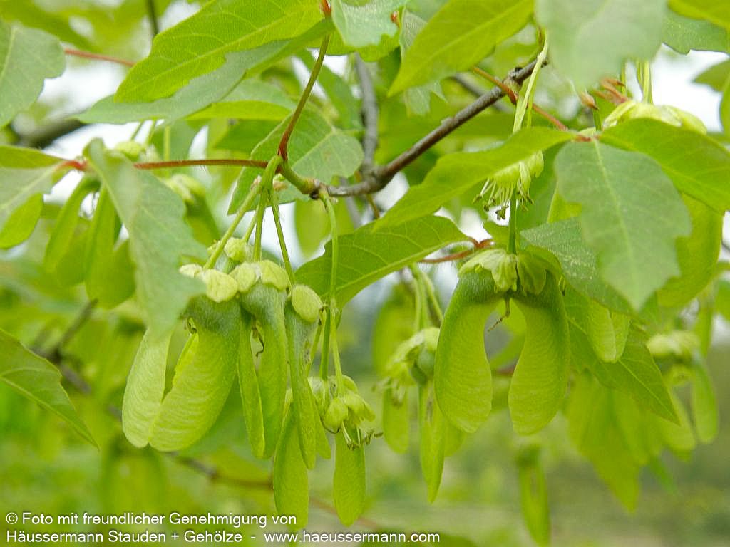 Zimt-Ahorn (Acer griseum)