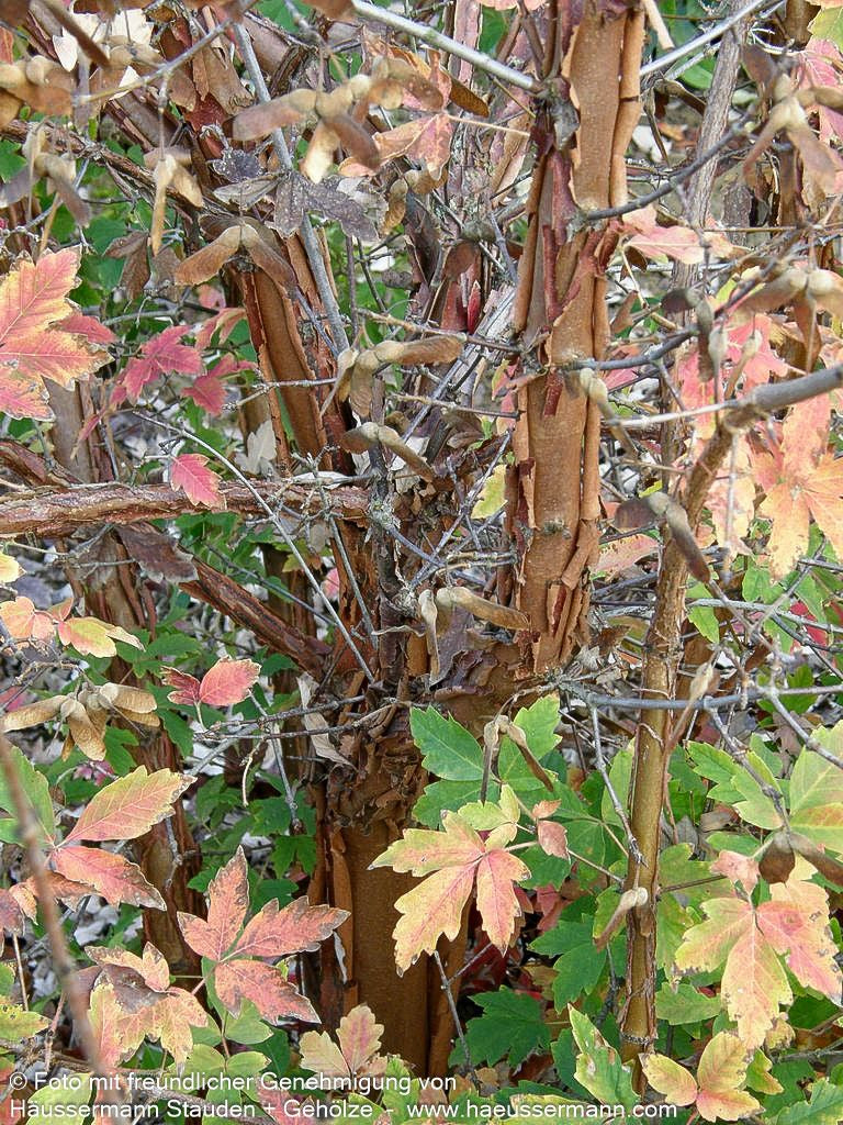 Zimt-Ahorn (Acer griseum)