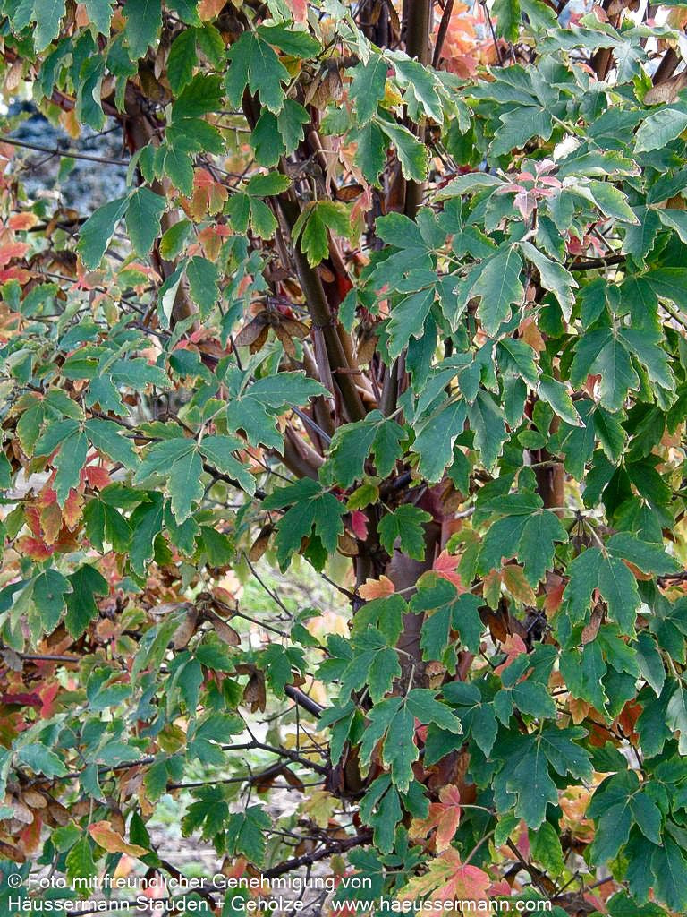 Zimt-Ahorn (Acer griseum)