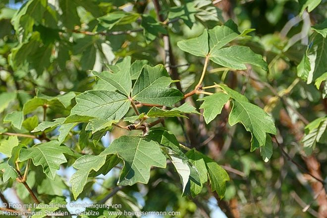 Zimt-Ahorn (Acer griseum)