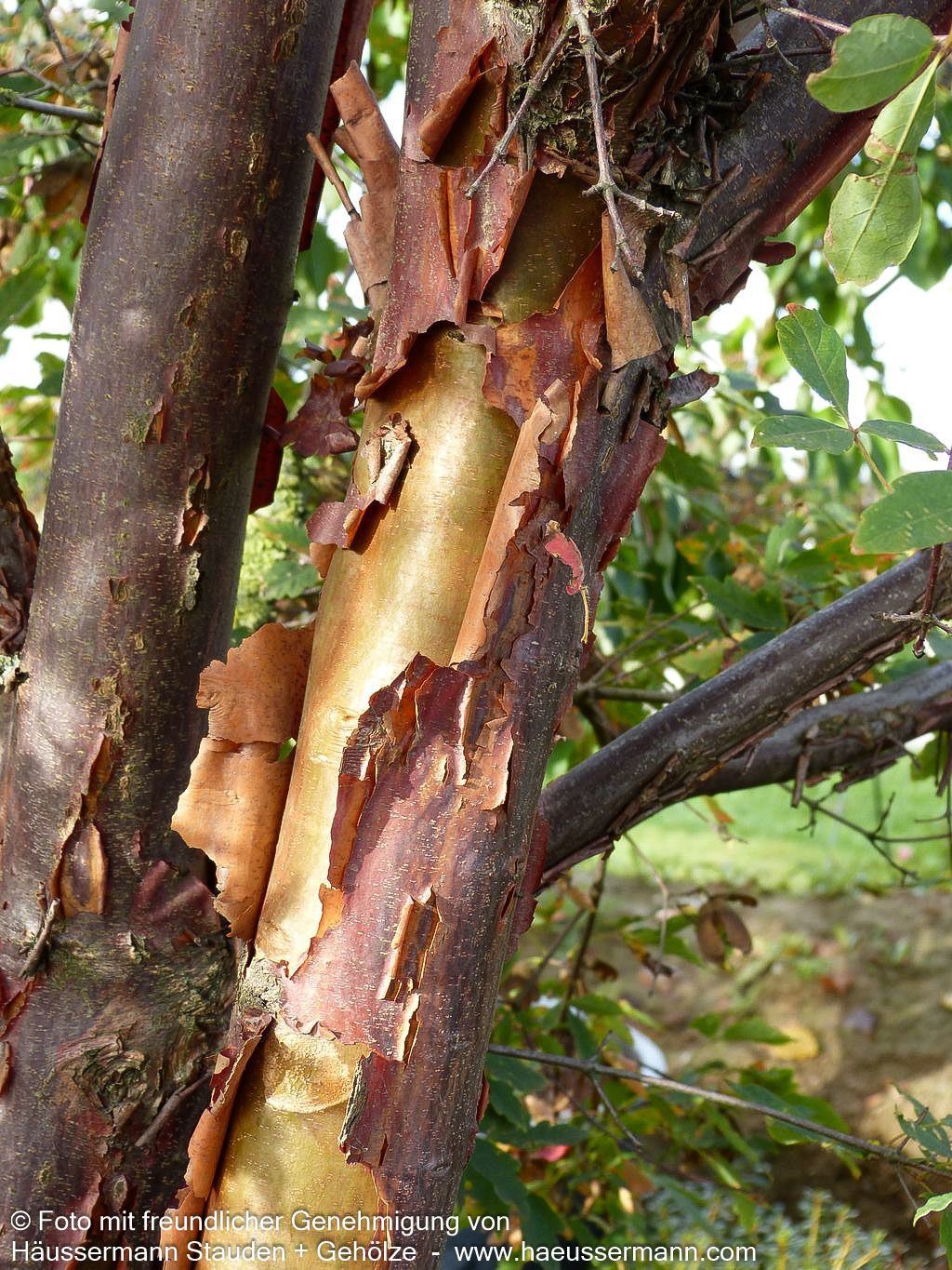 Zimt-Ahorn (Acer griseum)