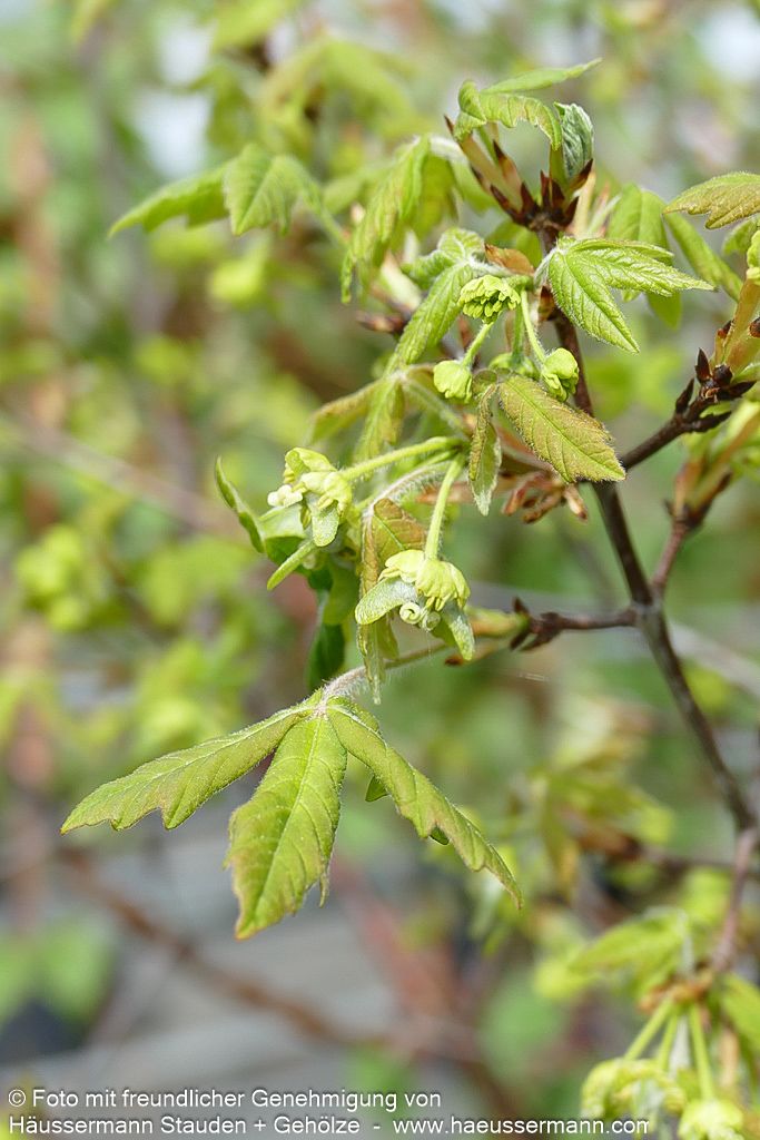 Zimt-Ahorn (Acer griseum)