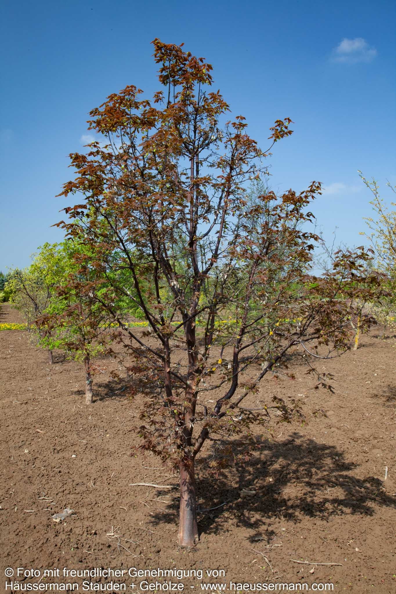 Zimt-Ahorn (Acer griseum)
